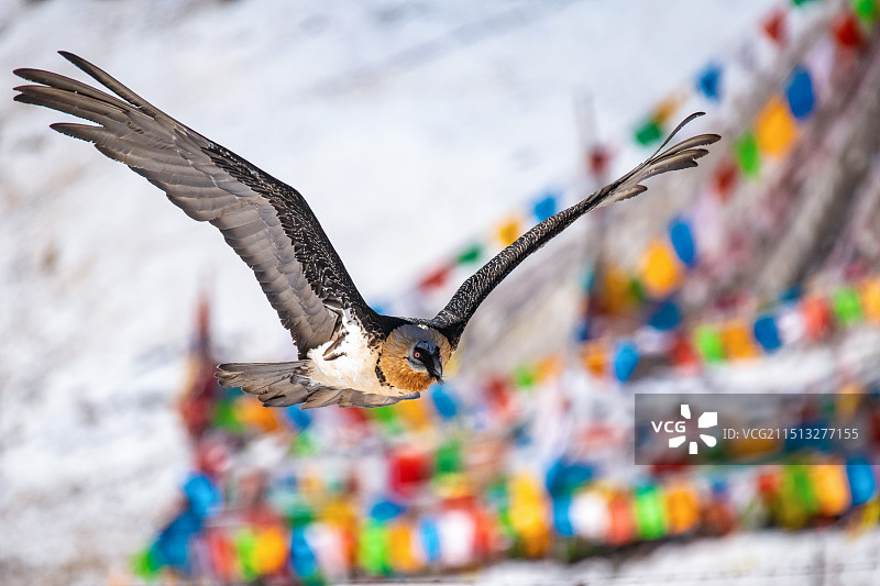 胡兀鹫图片素材