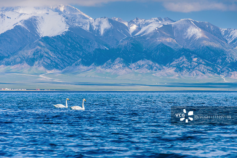 中国新疆博尔塔拉赛里木湖天鹅乐水图片素材