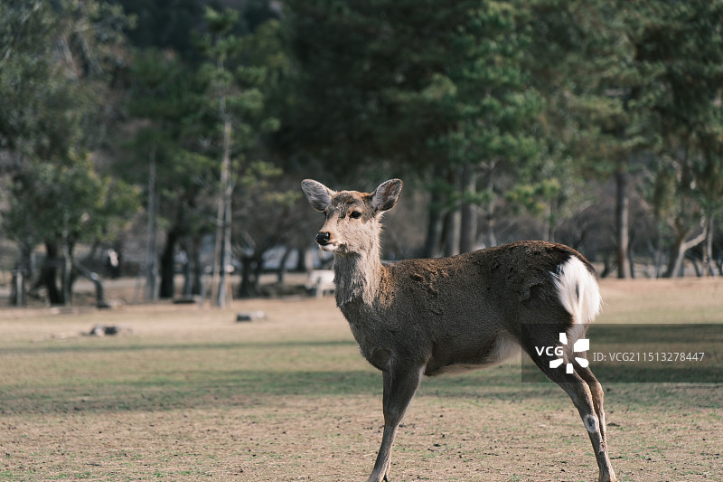 奈良公园图片素材