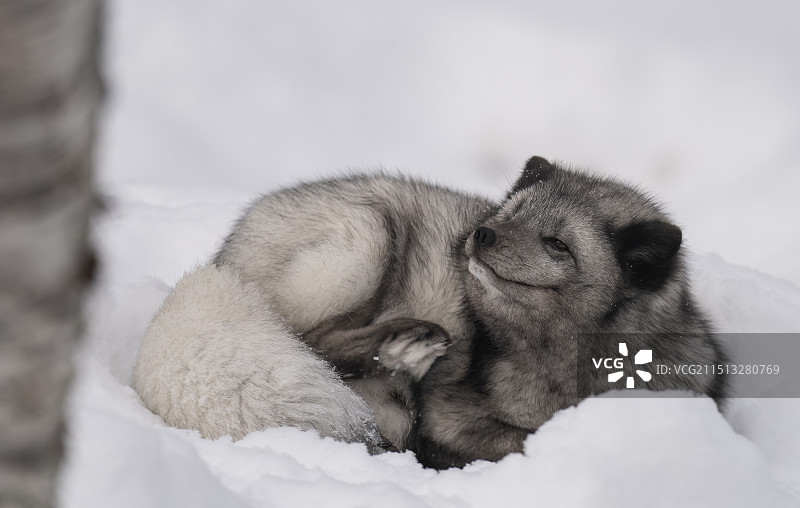 慵懒的北极狐图片素材