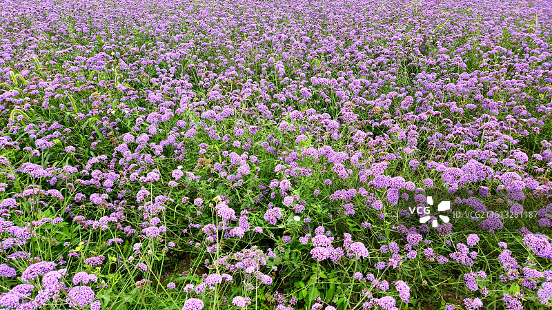 花的世界图片素材