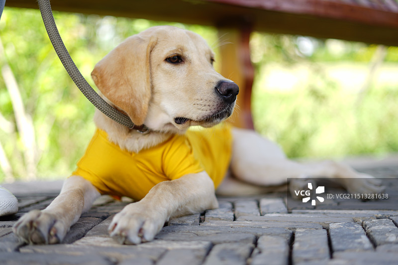 拉布拉多犬的悠闲生活图片素材