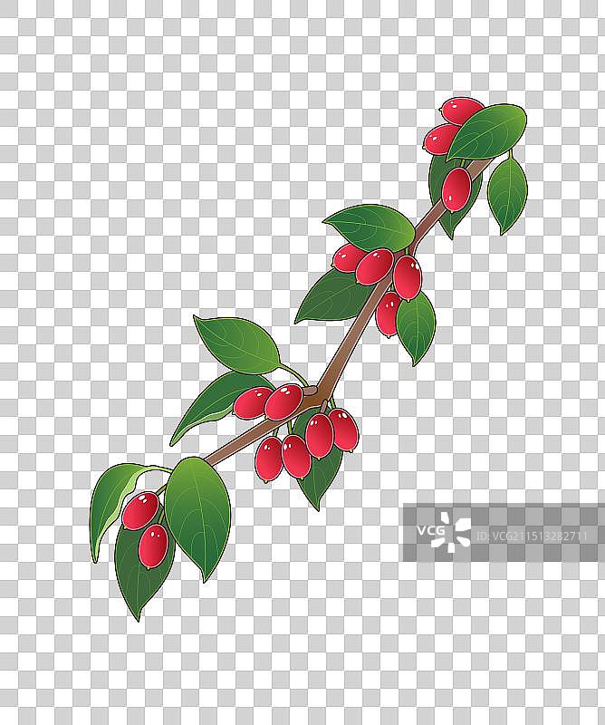 重阳节茱萸图片素材