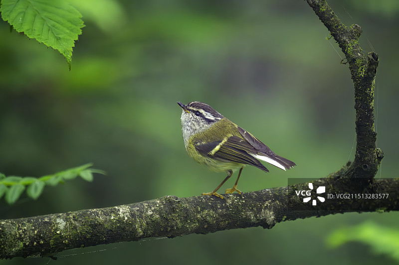 灰喉柳莺 Ashy-throated Warbler图片素材