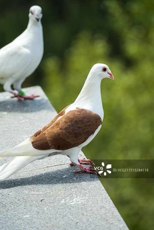 五台山鸽子图片素材