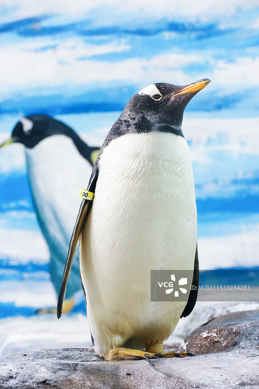 极地公园海洋馆图片素材