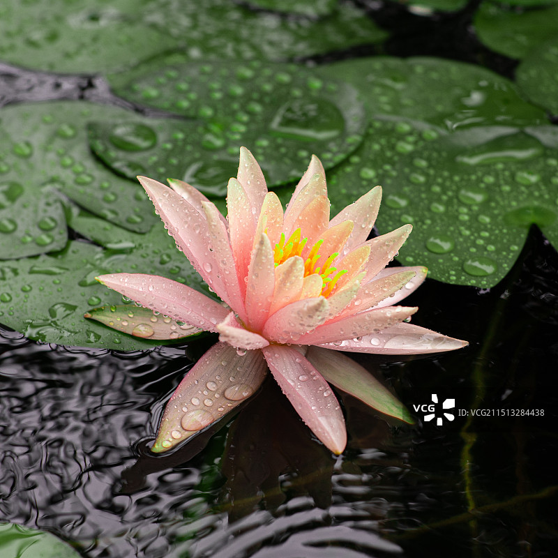 湖中荷花的特写镜头图片素材