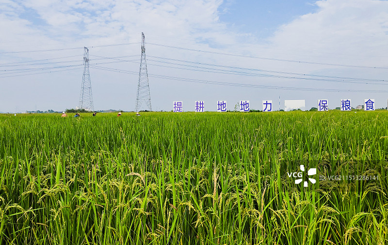 衢州市衢江区的一片稻田：绿色的原野图片素材