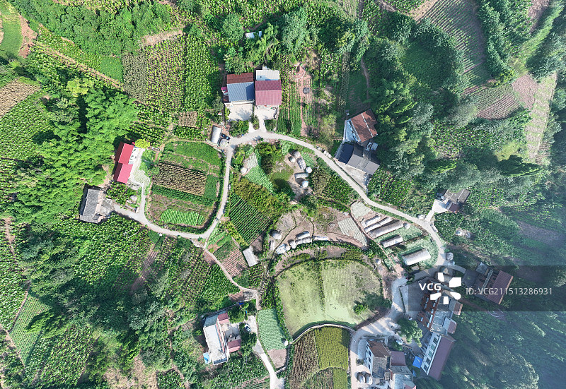 四川内江：金秋晒葵忙图片素材