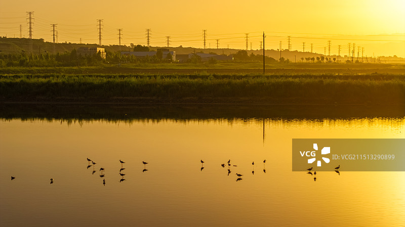 清晨日出湖水鸟类，生态环境保护长脚鹬图片素材