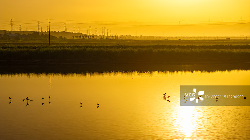 清晨日出湖水鸟类，生态环境保护长脚鹬图片素材