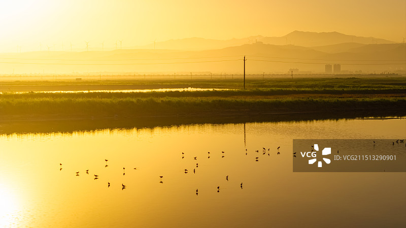 清晨日出湖水鸟类，生态环境保护长脚鹬图片素材
