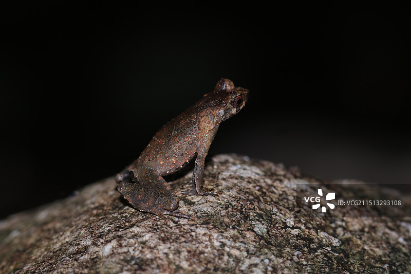 淡肩角蟾图片素材