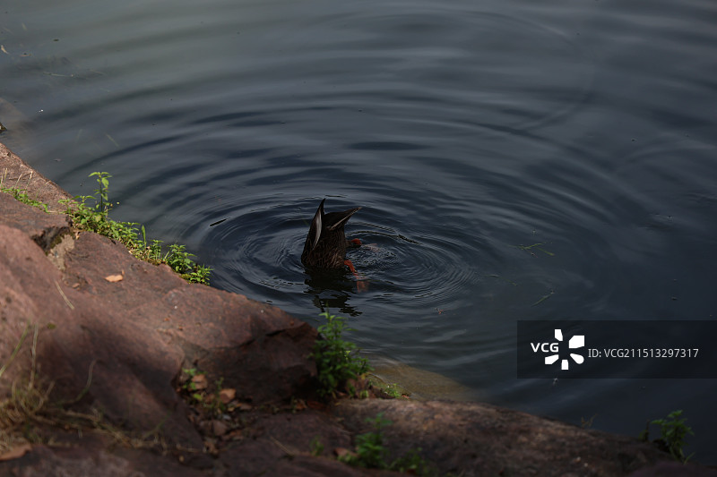 西湖，孤山公园，湖边的水鸭，一头扎进湖水里图片素材