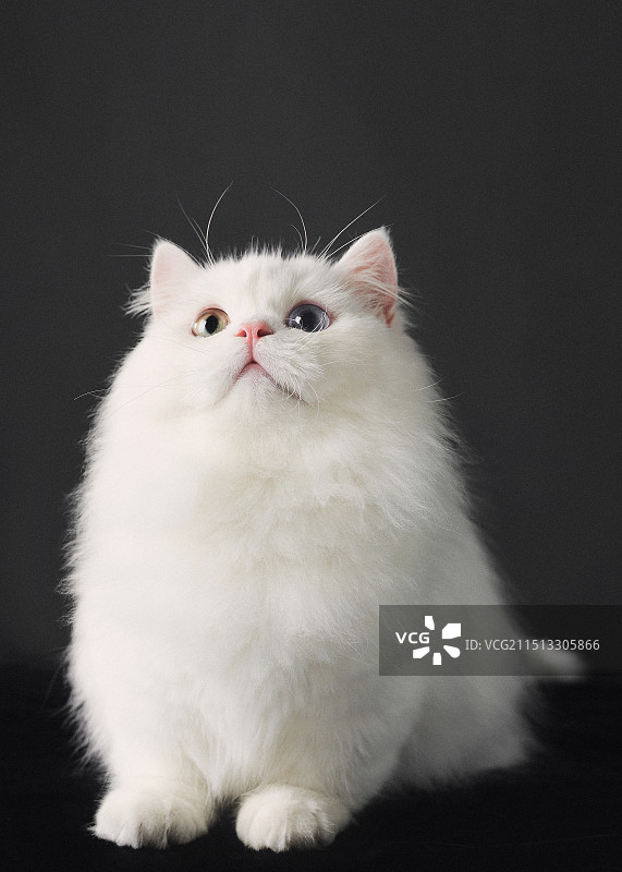 小小猫咪，拿捏可爱图片素材