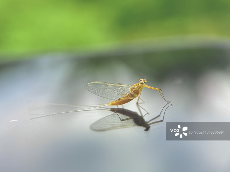 蜉蝣图片素材