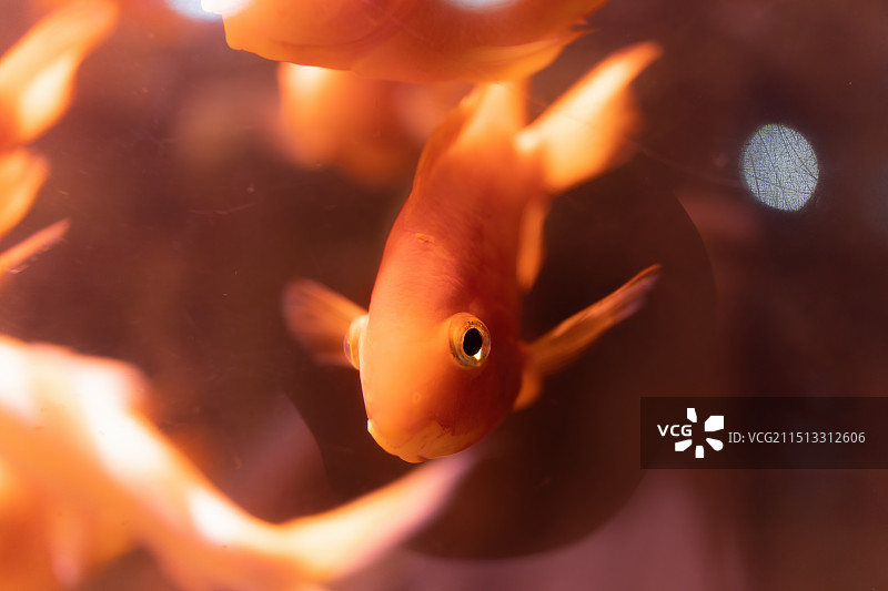 金鱼在水中游泳的特写镜头图片素材