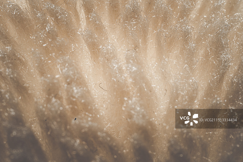 毛绒微距图片素材