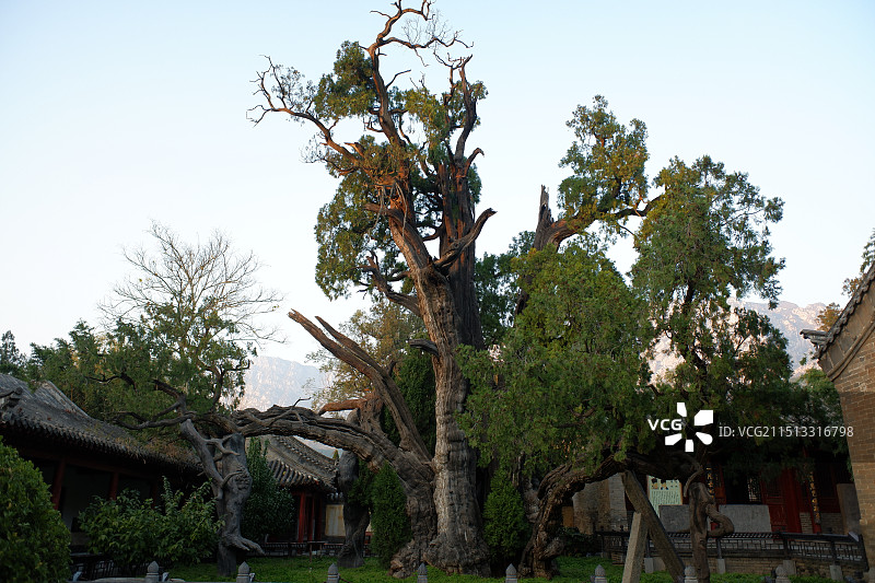 嵩阳书院 二将军柏图片素材
