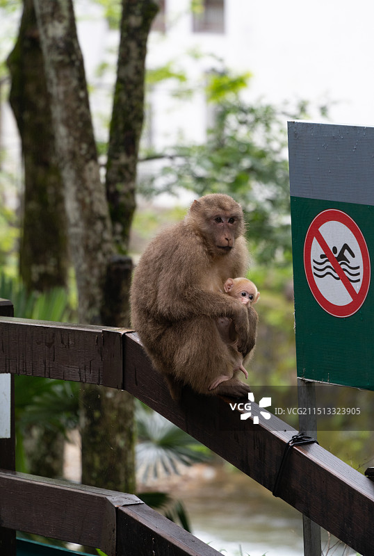 藏酋猴怀抱幼崽 武夷山国家公园桐木村图片素材