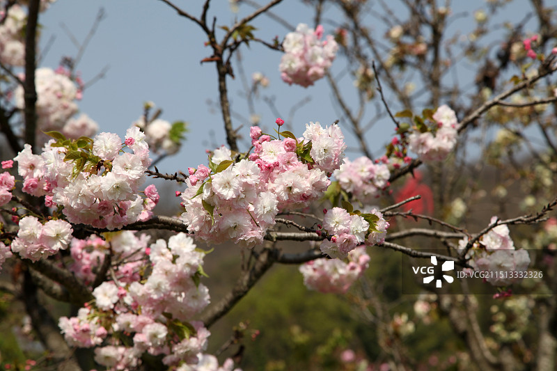 云南泸西阿庐古洞景区的樱花图片素材