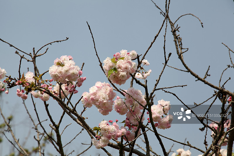 云南泸西阿庐古洞景区的樱花图片素材