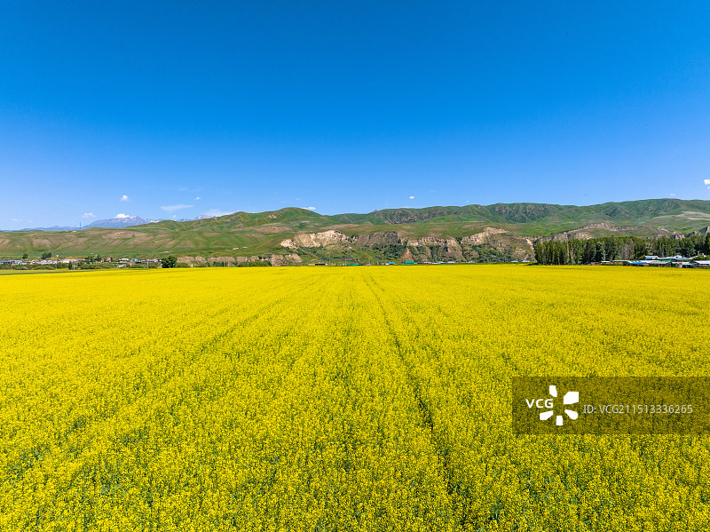 夏天新疆伊犁尼勒克县天山雪山下盛开的金黄色油菜花田图片素材