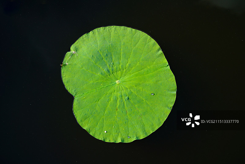 荷花与荷叶图片素材