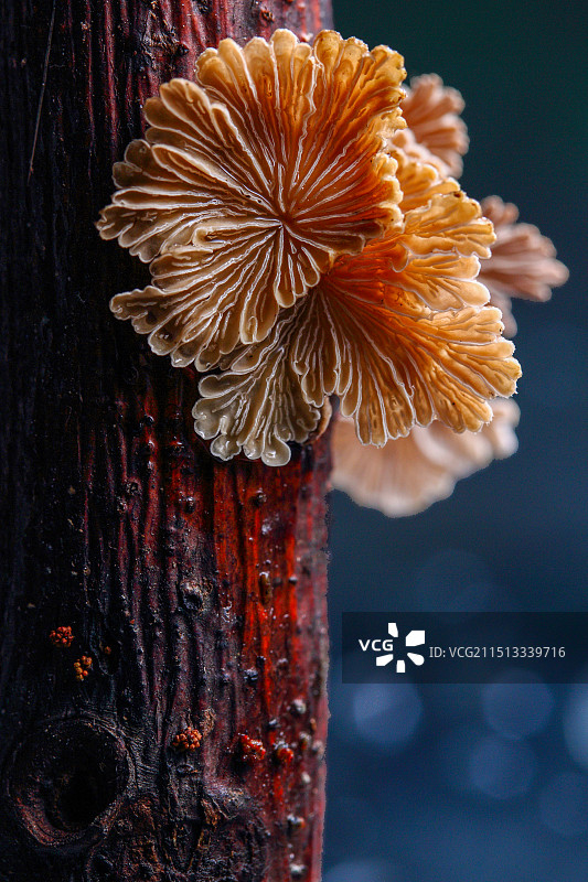 水边枯枝上蘑菇菌类的特写镜头图片素材