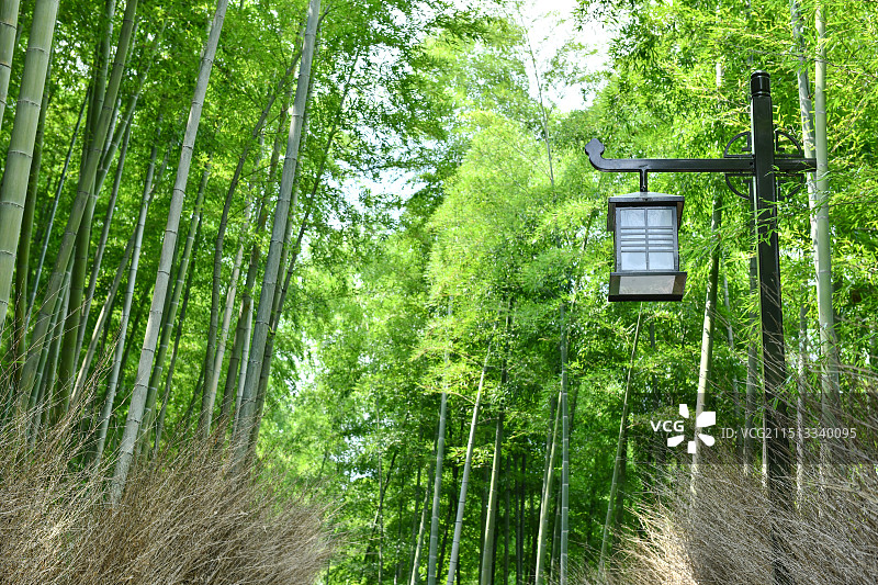 绿色竹林路灯图片素材