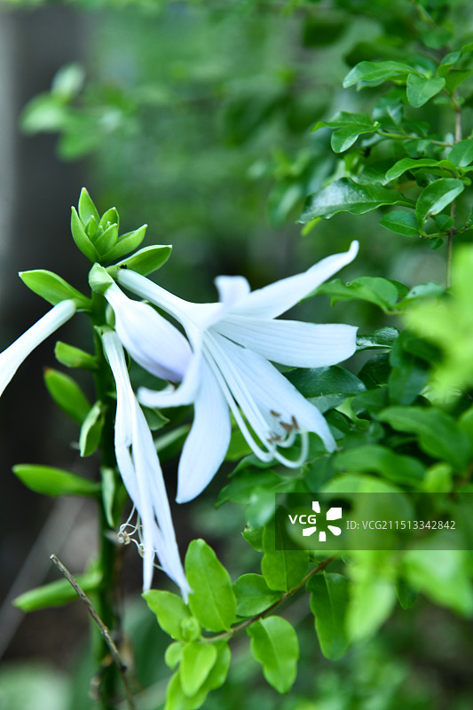 盛开的唯美小白花图片素材
