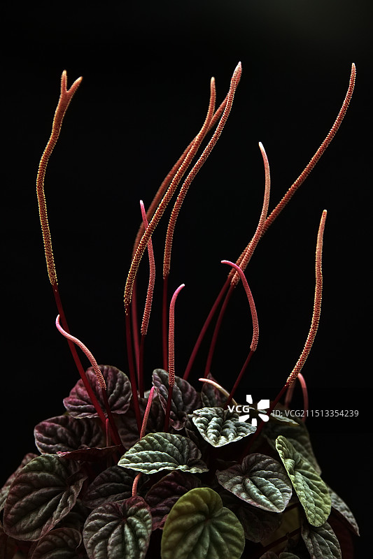 皱叶椒草图片素材