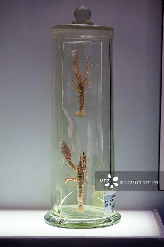 国家海洋博物馆 今日海洋展厅 鼓虾图片素材