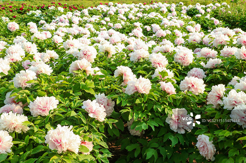 菏泽曹州牡丹园景区图片素材