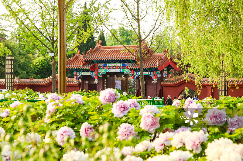 菏泽曹州牡丹园景区图片素材