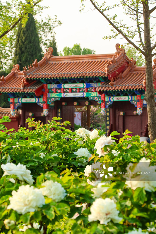 菏泽曹州牡丹园景区图片素材