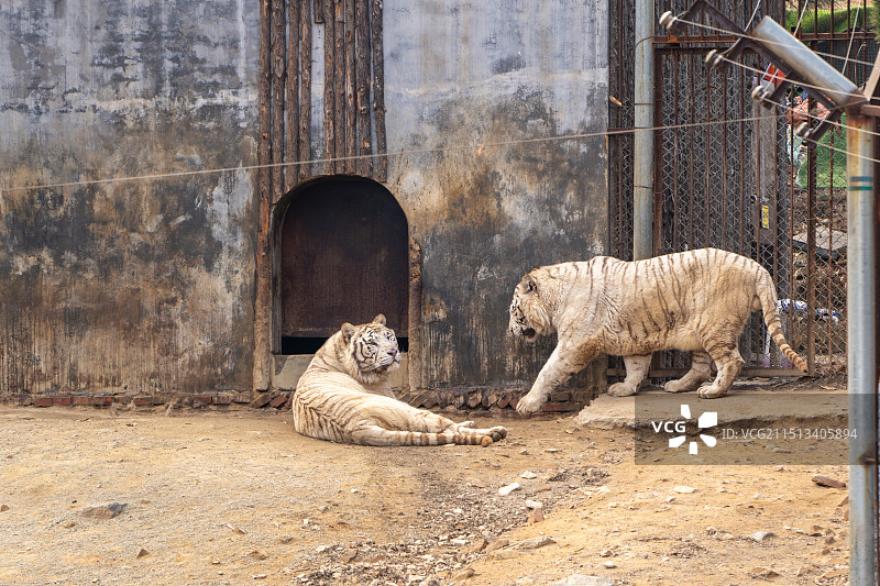 青岛森林野生动物世界图片素材