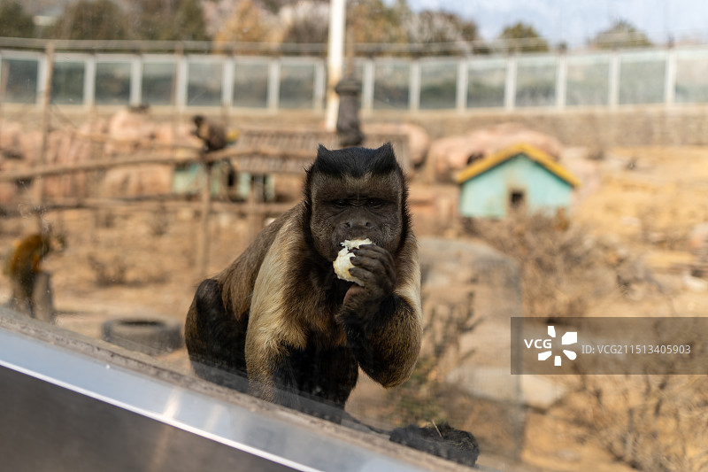 青岛森林野生动物世界图片素材