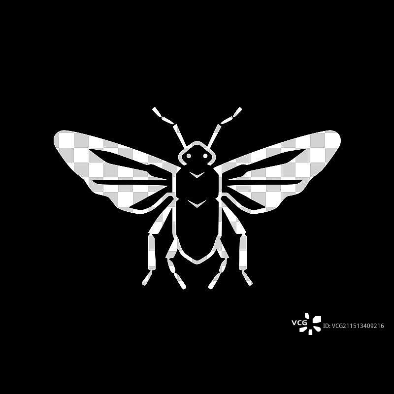 黑白甲虫图片素材