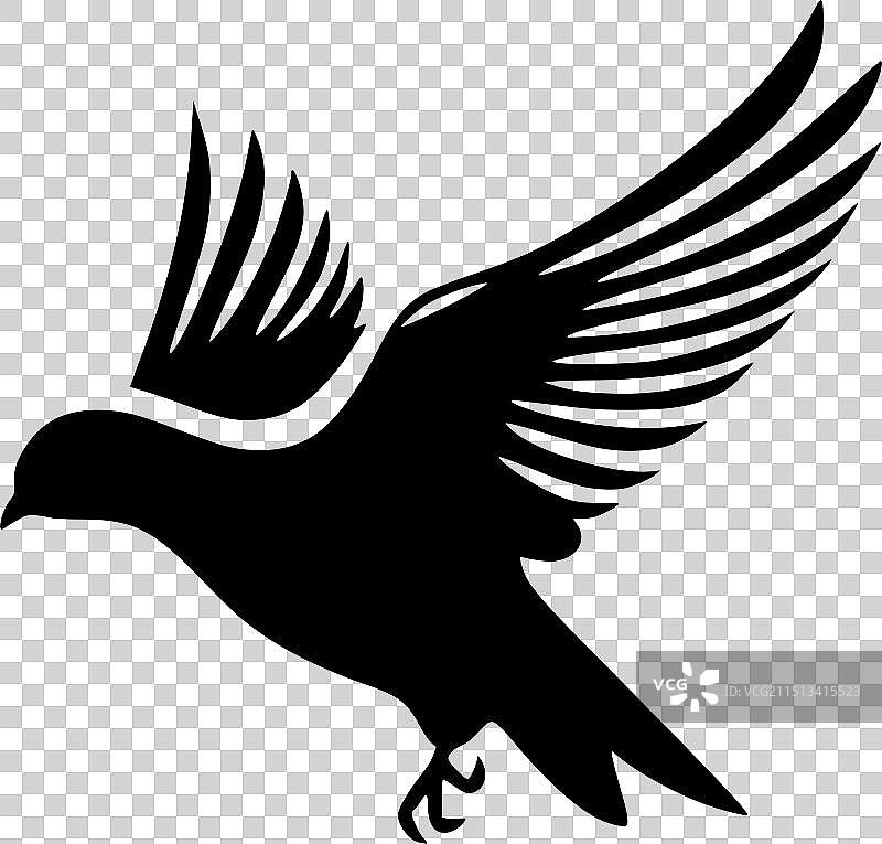 鸽子 - 黑白图片素材