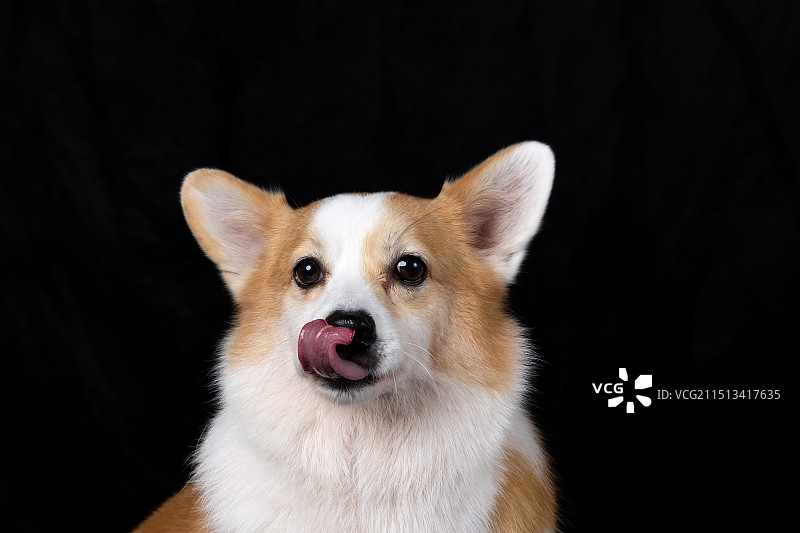 萌萌的柯基图片素材