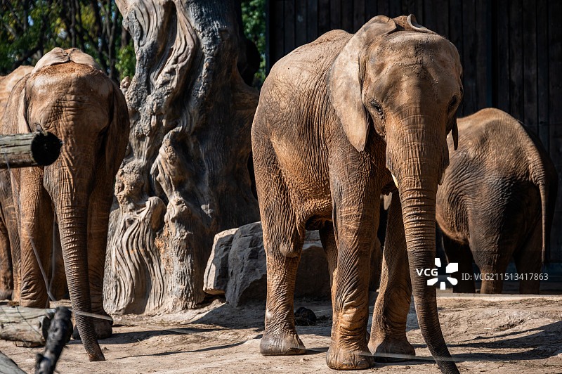 大象非洲象图片素材