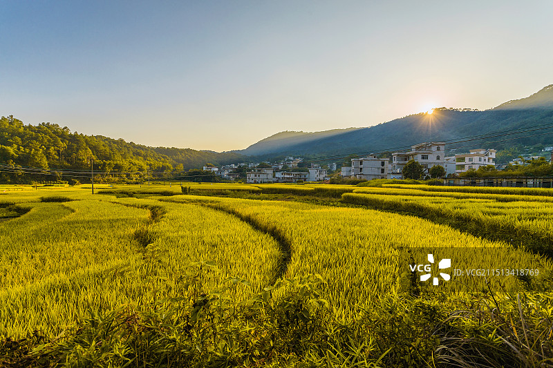 秋分时节 | 秋天的第一片金黄稻谷图片素材