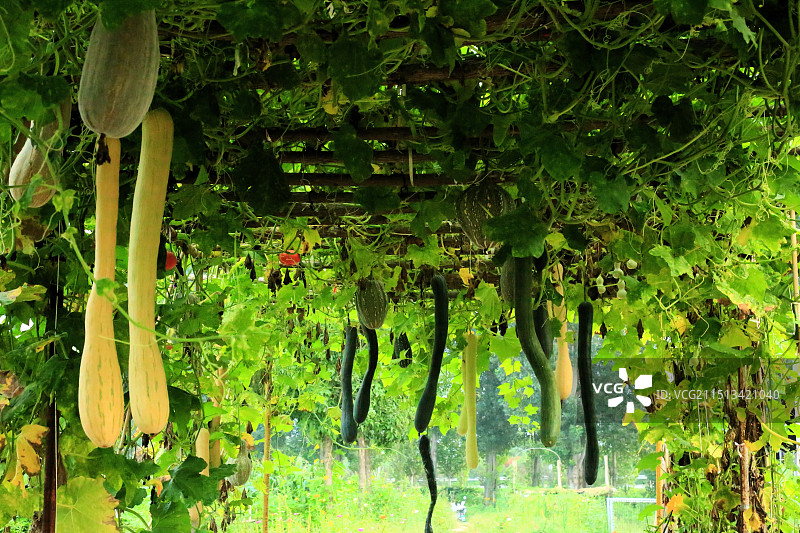 黄湾巾帼共享农场图片素材