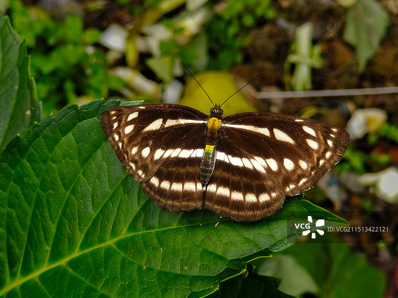 新月带蛱蝶图片素材