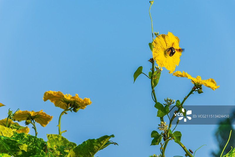 娇艳欲滴的黄色丝瓜花24.08图片素材