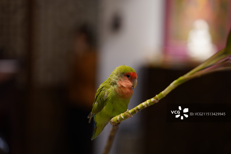 鹦鹉栖息在树枝上的特写镜头图片素材