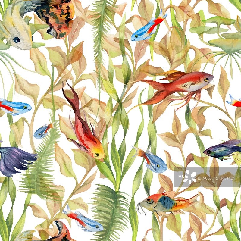 手绘水彩水族箱鱼类藻类海洋生物图片素材