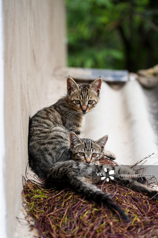 大理圆觉寺房顶上的猫图片素材