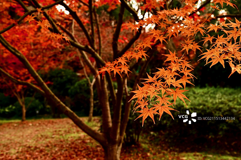 秋日枫树红枫枫叶图片素材
